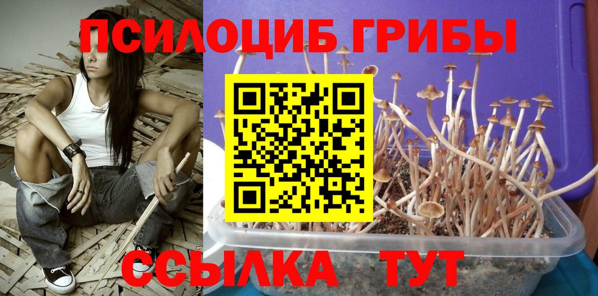 что такое наркотик  Псилоцибиновые грибы ЛСД  Вход с VPN  Гатчина 